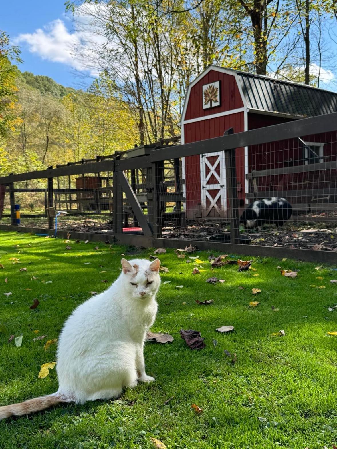 Villa The Renovated Barn At Seneca Rocks Extérieur photo